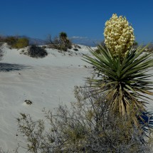 Yucca with white sand